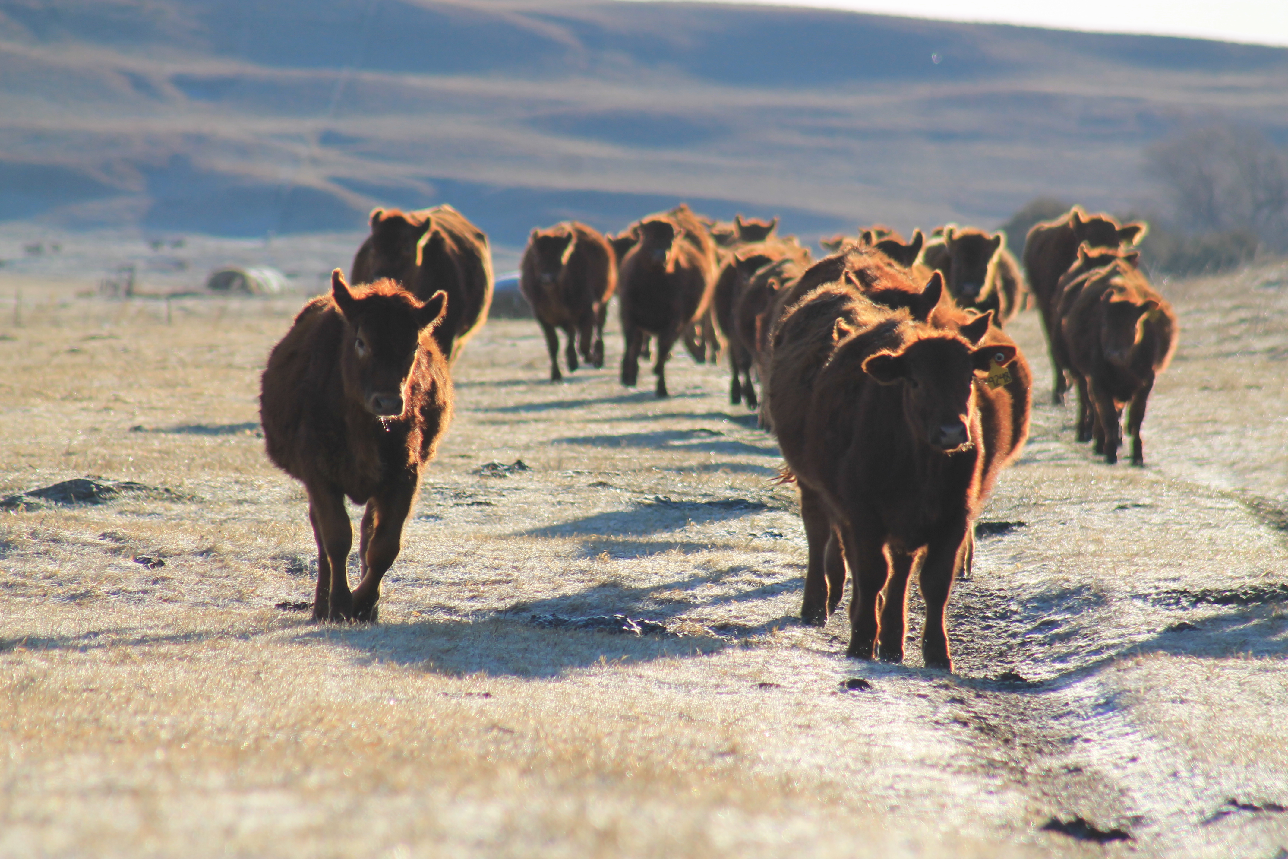 Herd of cattle walking in pasture