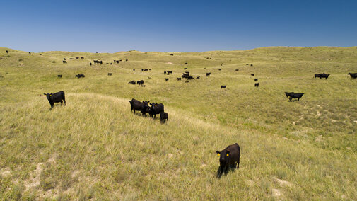 Cattle grazing in a pasture in the Nebraska Sandhills